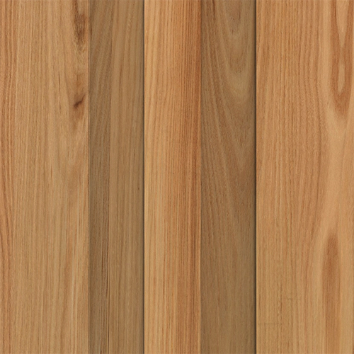 AMERICAN ELM SW